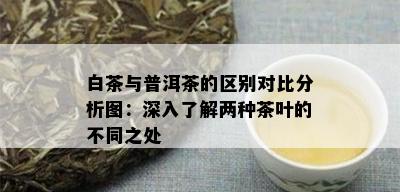 白茶与普洱茶的区别对比分析图：深入了解两种茶叶的不同之处