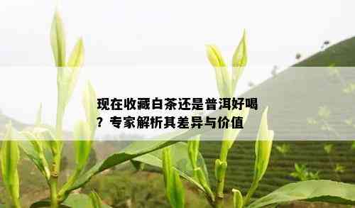 现在收藏白茶还是普洱好喝？专家解析其差异与价值