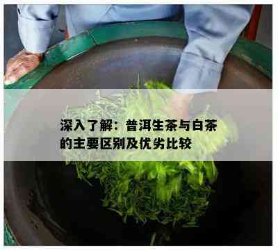 深入了解：普洱生茶与白茶的主要区别及优劣比较