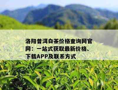 洛阳普洱白茶价格查询网官网：一站式获取最新价格、下载APP及联系方式