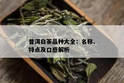 普洱白茶品种大全：名称、特点及口感解析