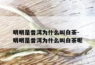 明明是普洱为什么叫白茶-明明是普洱为什么叫白茶呢