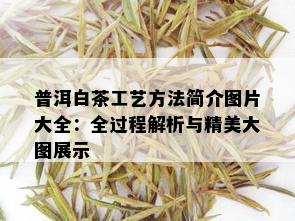 普洱白茶工艺方法简介图片大全：全过程解析与精美大图展示