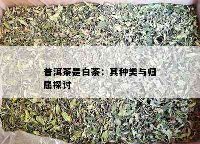 普洱茶是白茶：其种类与归属探讨