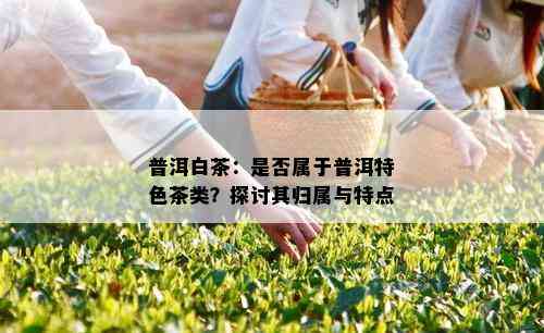 普洱白茶：是否属于普洱特色茶类？探讨其归属与特点