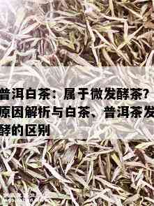 普洱白茶：属于微发酵茶？原因解析与白茶、普洱茶发酵的区别