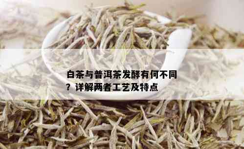 白茶与普洱茶发酵有何不同？详解两者工艺及特点