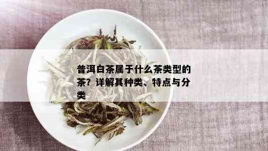 普洱白茶属于什么茶类型的茶？详解其种类、特点与分类