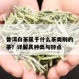 普洱白茶属于什么茶类别的茶？详解其种类与特点