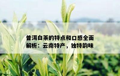 普洱白茶的特点和口感全面解析：云南特产，独特韵味