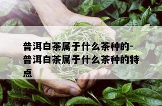 普洱白茶属于什么茶种的-普洱白茶属于什么茶种的特点