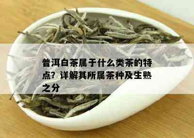 普洱白茶属于什么类茶的特点？详解其所属茶种及生熟之分