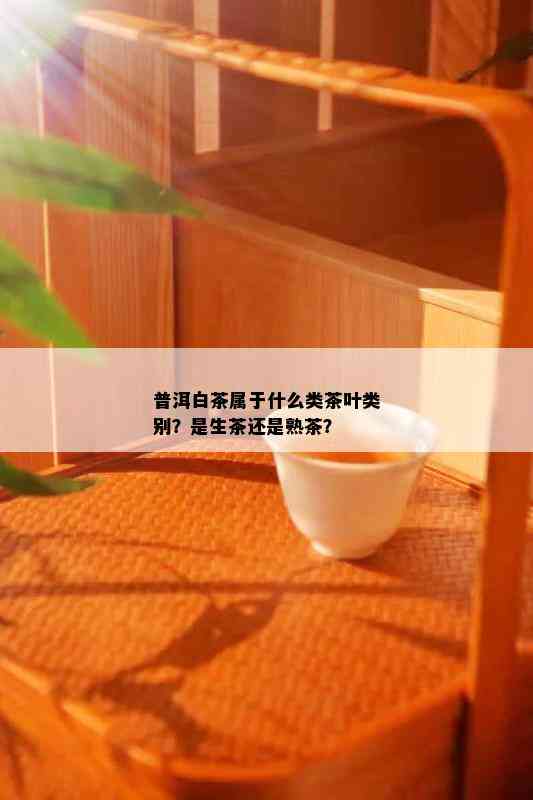 普洱白茶属于什么类茶叶类别？是生茶还是熟茶？