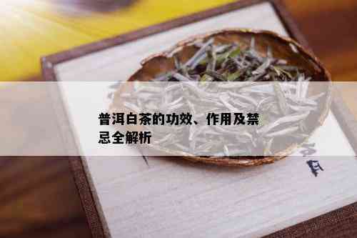 普洱白茶的功效、作用及禁忌全解析