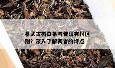 易武古树白茶与普洱有何区别？深入了解两者的特点