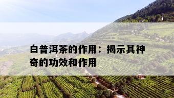 白普洱茶的作用：揭示其神奇的功效和作用