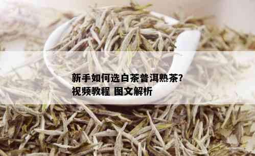 新手如何选白茶普洱熟茶？视频教程 图文解析