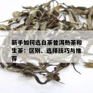 新手如何选白茶普洱熟茶和生茶：区别、选择技巧与推荐