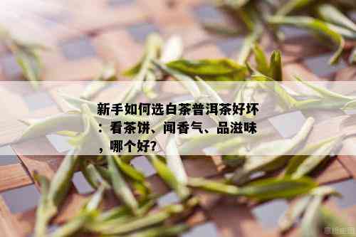 新手如何选白茶普洱茶好坏：看茶饼、闻香气、品滋味，哪个好？