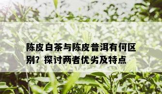 陈皮白茶与陈皮普洱有何区别？探讨两者优劣及特点