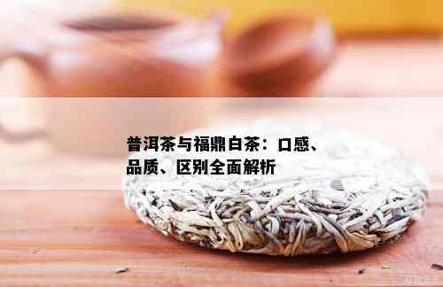 普洱茶与福鼎白茶：口感、品质、区别全面解析