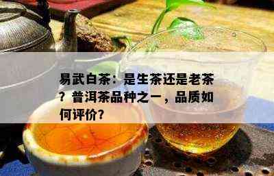 易武白茶：是生茶还是老茶？普洱茶品种之一，品质如何评价？