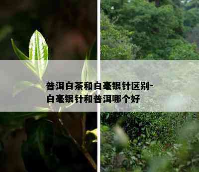 普洱白茶和白毫银针区别-白毫银针和普洱哪个好