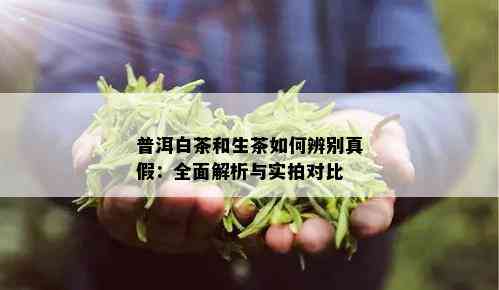 普洱白茶和生茶如何辨别真假：全面解析与实拍对比