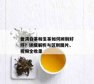 普洱白茶和生茶如何辨别好坏？详细解析与区别图片、视频全收录