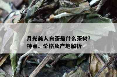 月光美人白茶是什么茶树？特点、价格及产地解析