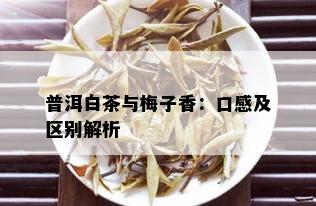 普洱白茶与梅子香：口感及区别解析