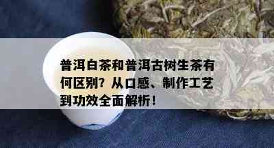 普洱白茶和普洱古树生茶有何区别？从口感、制作工艺到功效全面解析！