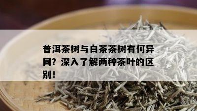 普洱茶树与白茶茶树有何异同？深入了解两种茶叶的区别！