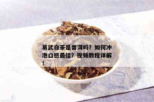 易武白茶是普洱吗？如何冲泡口感更佳？视频教程详解！