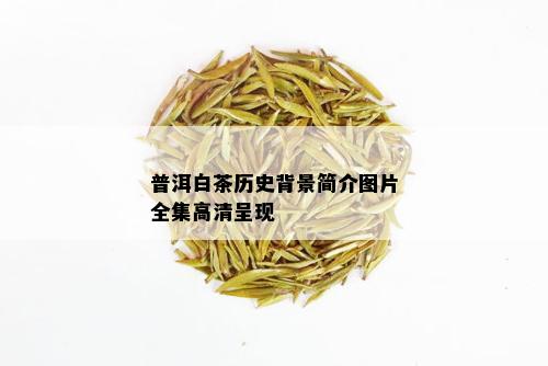 普洱白茶历史背景简介图片全集高清呈现