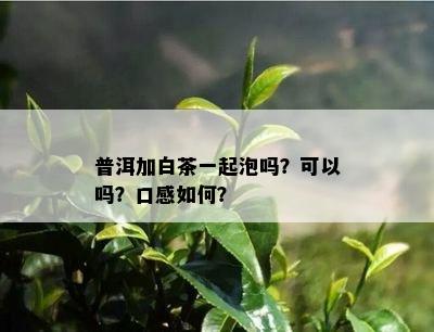 普洱加白茶一起泡吗？可以吗？口感如何？