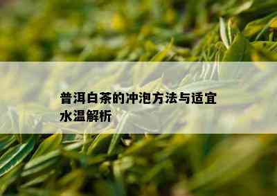 普洱白茶的冲泡方法与适宜水温解析