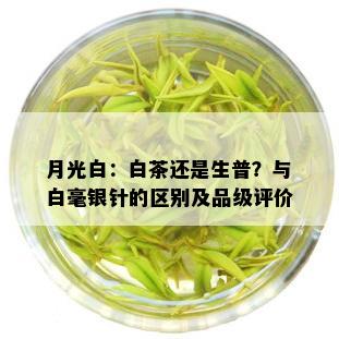 月光白：白茶还是生普？与白毫银针的区别及品级评价