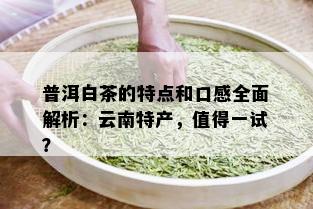 普洱白茶的特点和口感全面解析：云南特产，值得一试？