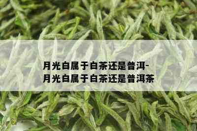 月光白属于白茶还是普洱-月光白属于白茶还是普洱茶