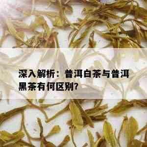 深入解析：普洱白茶与普洱黑茶有何区别？