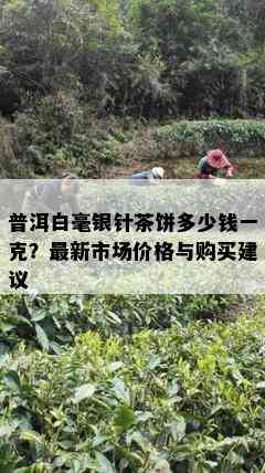 普洱白毫银针茶饼多少钱一克？最新市场价格与购买建议