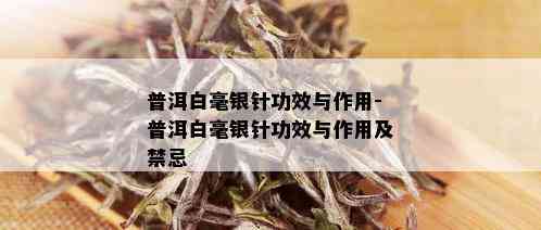 普洱白毫银针功效与作用-普洱白毫银针功效与作用及禁忌