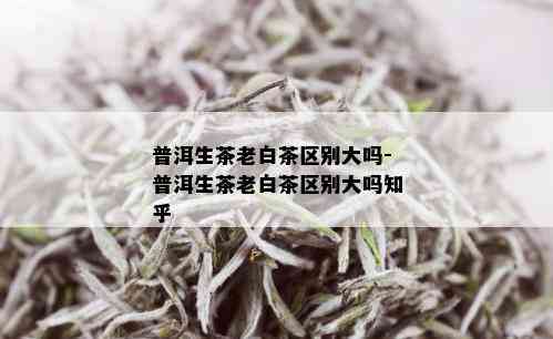 普洱生茶老白茶区别大吗-普洱生茶老白茶区别大吗知乎