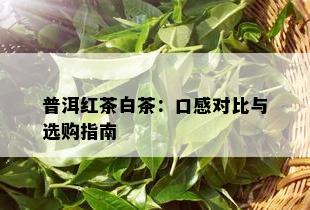 普洱红茶白茶：口感对比与选购指南