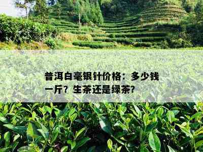 普洱白毫银针价格：多少钱一斤？生茶还是绿茶？