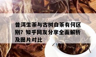 普洱生茶与古树白茶有何区别？知乎网友分享全面解析及图片对比