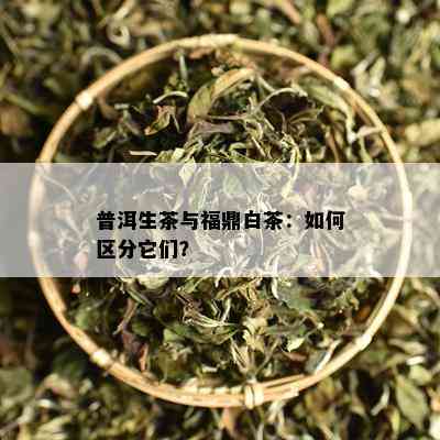 普洱生茶与福鼎白茶：如何区分它们？