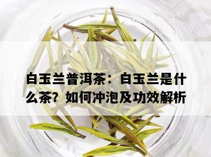 白玉兰普洱茶：白玉兰是什么茶？如何冲泡及功效解析