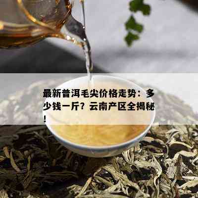 最新普洱毛尖价格走势：多少钱一斤？云南产区全揭秘！